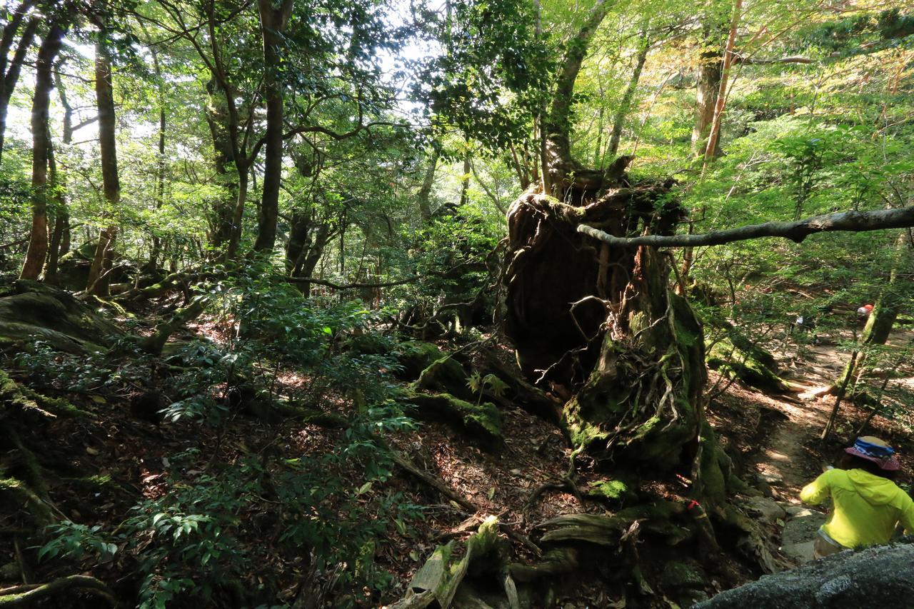 Miyanouraso Hotell Yakushima  Eksteriør bilde
