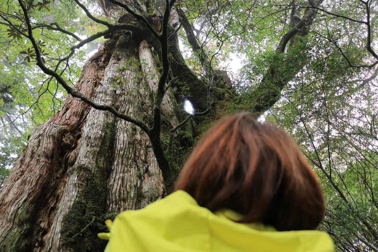 Miyanouraso Hotell Yakushima  Eksteriør bilde